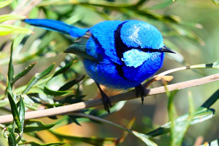 Foto primer plano de un pájaro azul posado en una rama
