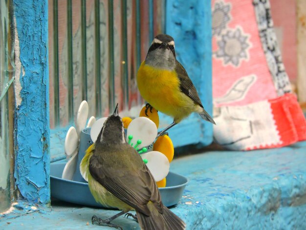 Primer plano del pájaro bananaquits en el alimentador