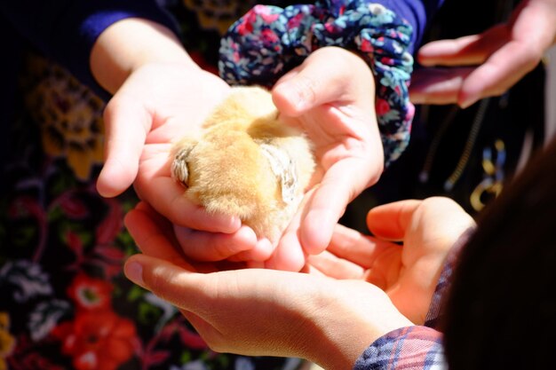 Foto primer plano de un pájaro bebé con la mano