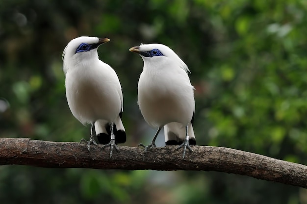 Primer plano de pájaro blanco en árbol Jalak Bali pájaro en rama Jalak Bali cabeza de primer plano de pájaro