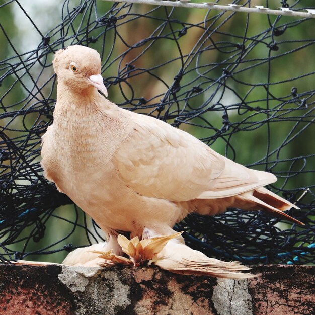 Foto primer plano de un pájaro blanco posado en una rama