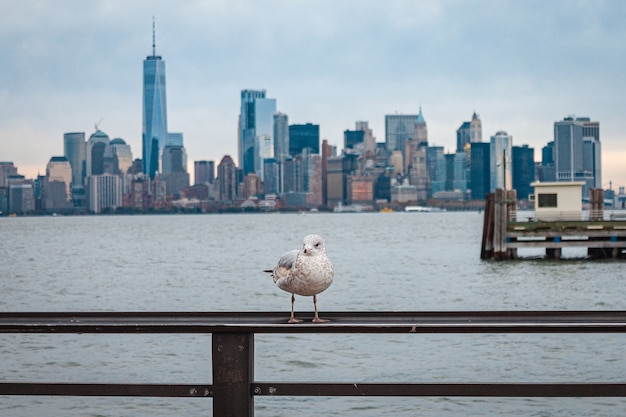 Primer plano de un pájaro blanco sentado en una valla metálica sobre un fondo de paisaje hermoso