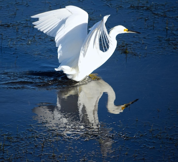 Primer plano de un pájaro blanco volando sobre el lago