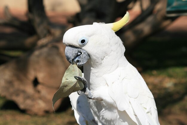 Primer plano de un pájaro blanco