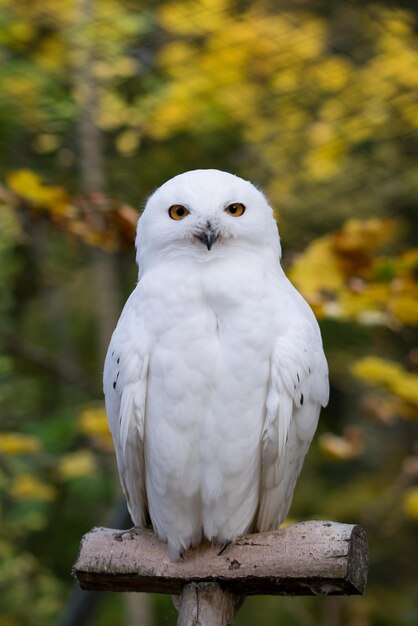 Primer plano de un pájaro blanco