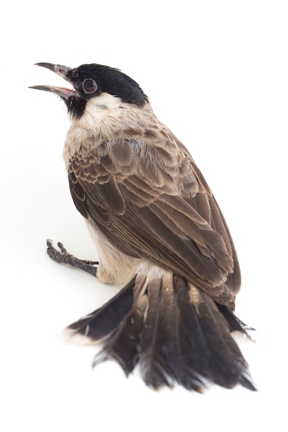 Primer plano de un pájaro bulbul de cabeza negra