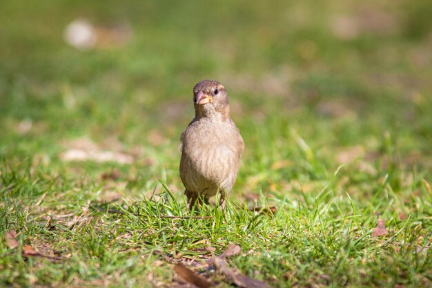 Primer plano de un pájaro en un campo de hierba