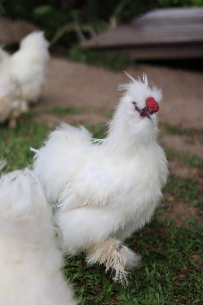 Foto primer plano de un pájaro en el campo