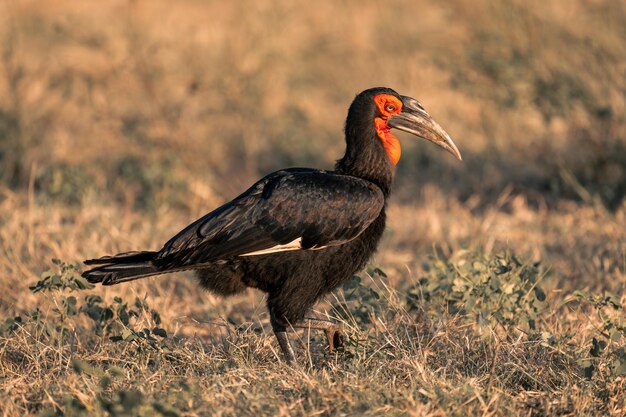 Foto primer plano de un pájaro en el campo