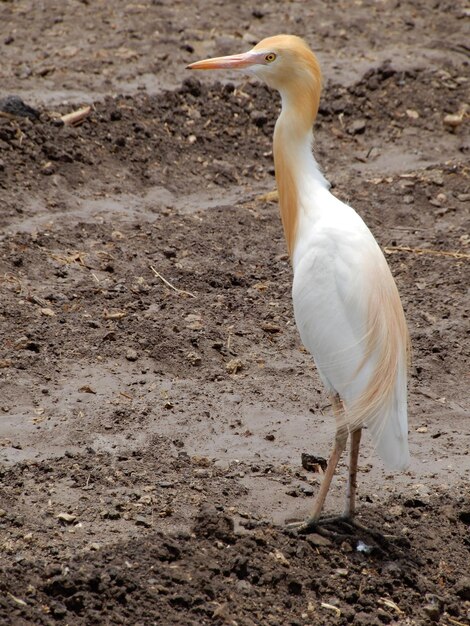 Foto primer plano de un pájaro en el campo