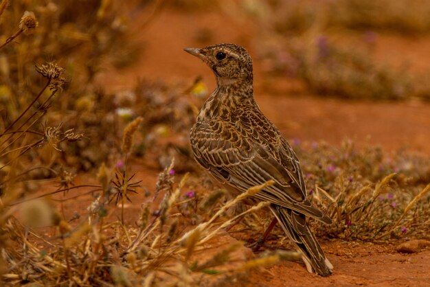 Foto primer plano de un pájaro en el campo