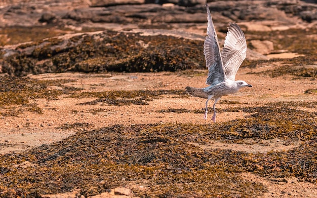 Foto primer plano de un pájaro en el campo