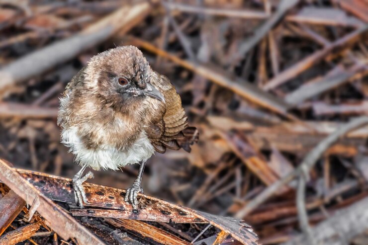 Foto primer plano de un pájaro en el campo