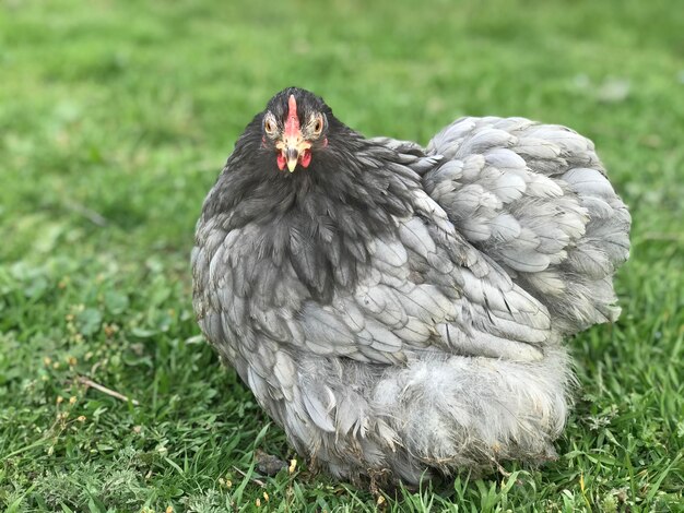 Primer plano de un pájaro en el campo