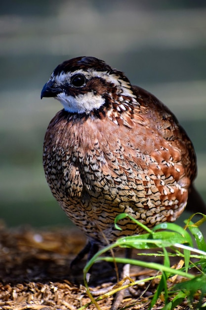 Primer plano de un pájaro en el campo