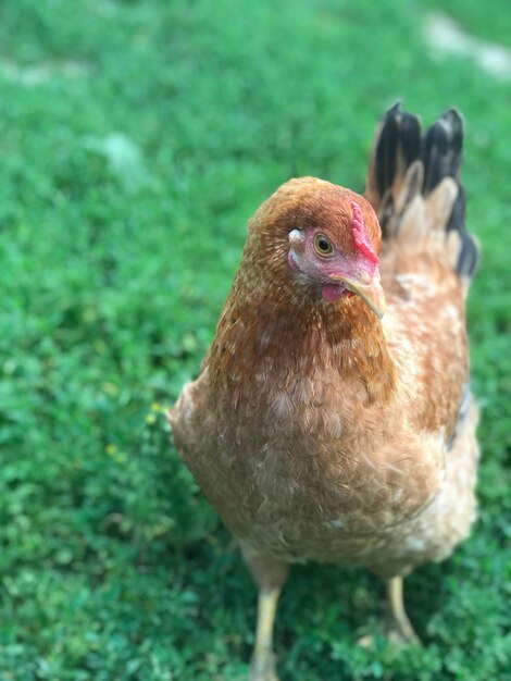 Foto primer plano de un pájaro en el campo