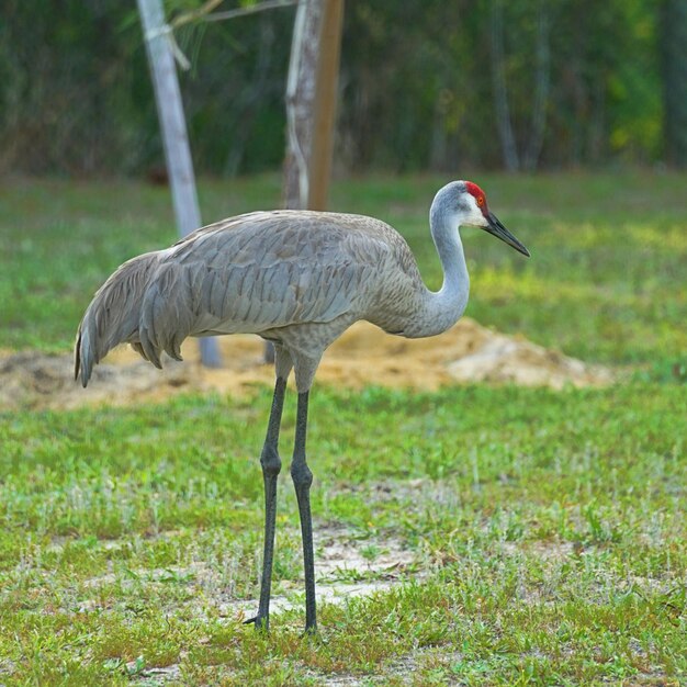 Primer plano de un pájaro en el campo