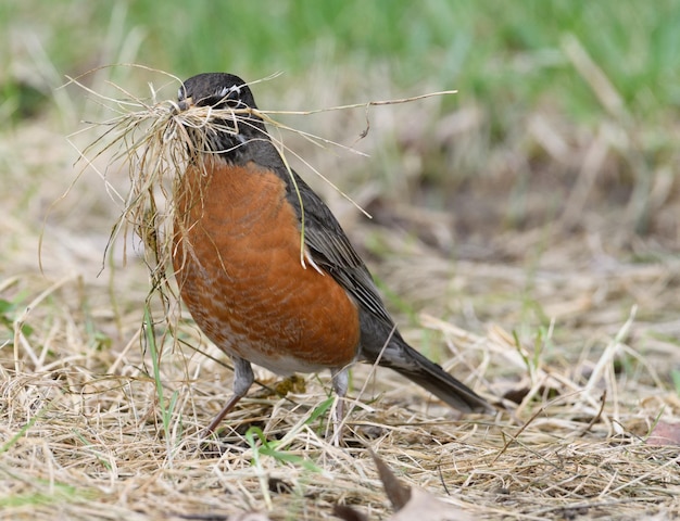 Primer plano de un pájaro en el campo