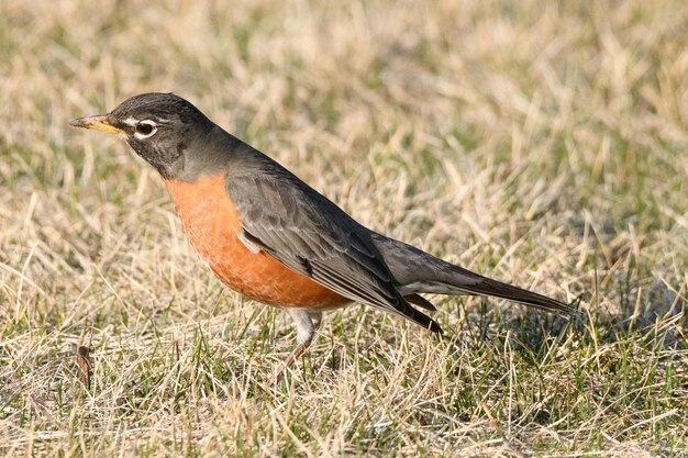 Primer plano de un pájaro en el campo