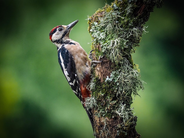 Primer plano de un pájaro carpintero posado en una rama cubierta de musgo