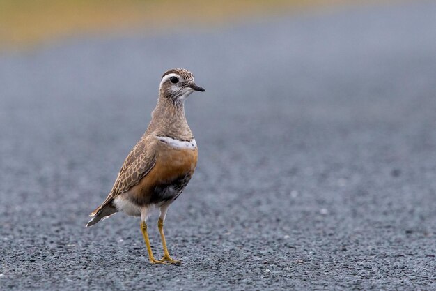 Primer plano de un pájaro en la carretera