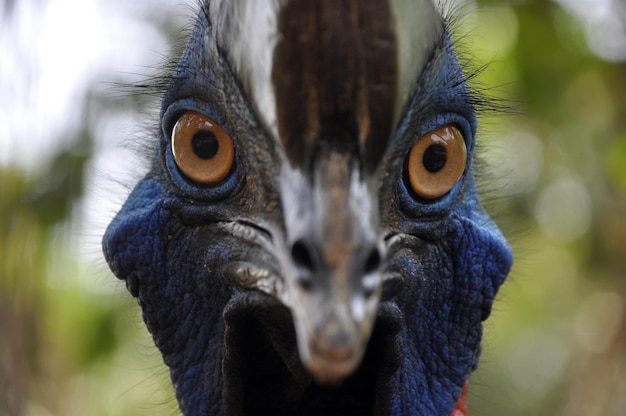 Primer plano de un pájaro casuario mirando a la cámara
