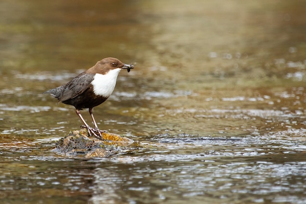 Primer plano de un pájaro cazo