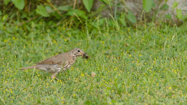 Primer plano de un pájaro en el césped verde