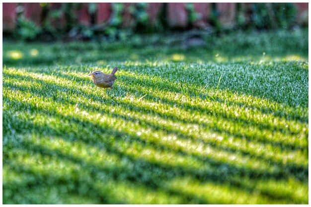 Foto primer plano de un pájaro en el césped - wren