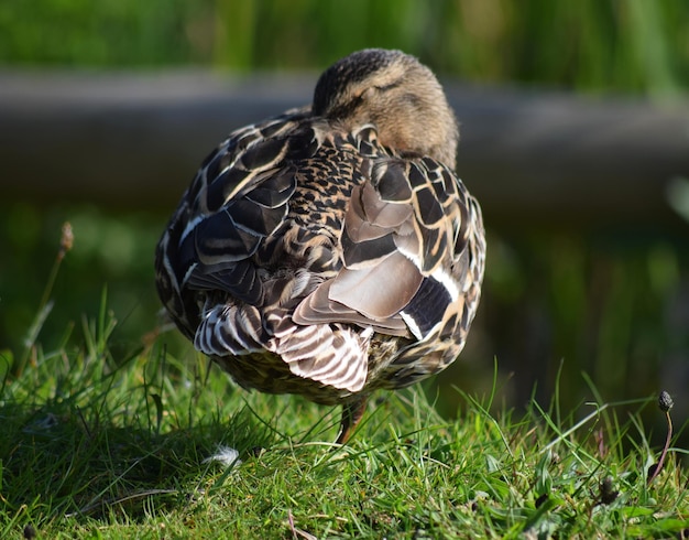 Primer plano de un pájaro en el césped