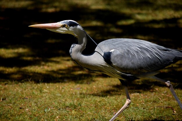 Foto primer plano de un pájaro en el césped