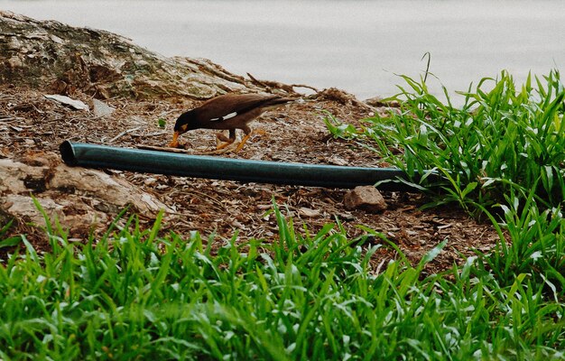 Foto primer plano de un pájaro en el césped