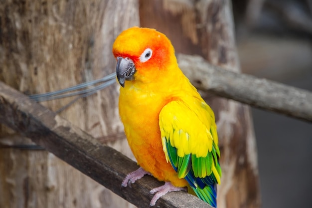 Un primer plano de un pájaro de colores posado en la madera