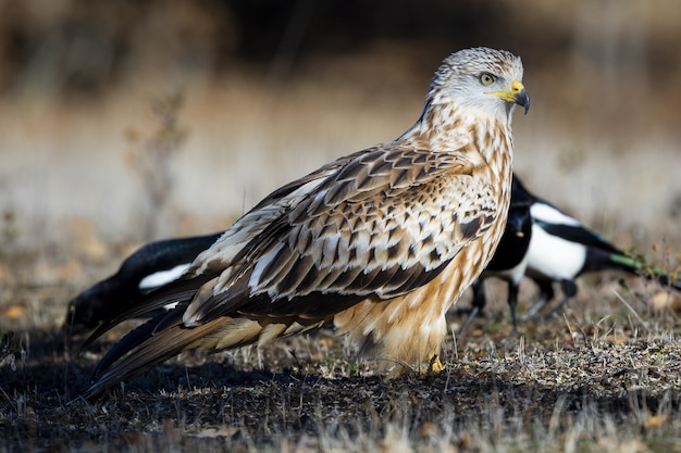 Primer plano de un pájaro cometa en un campo de hierba