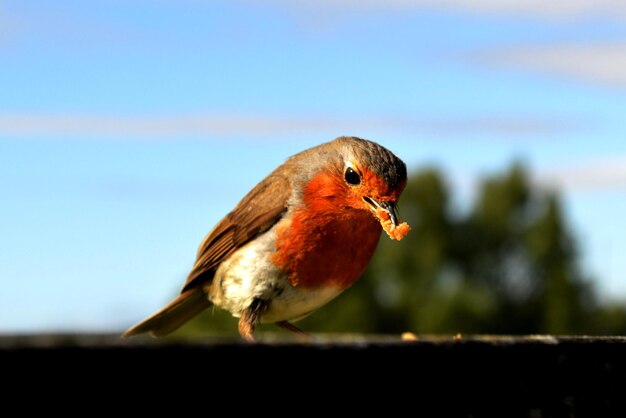 Foto primer plano de un pájaro con comida