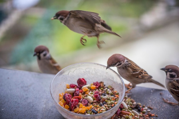 Foto primer plano de un pájaro comiendo comida