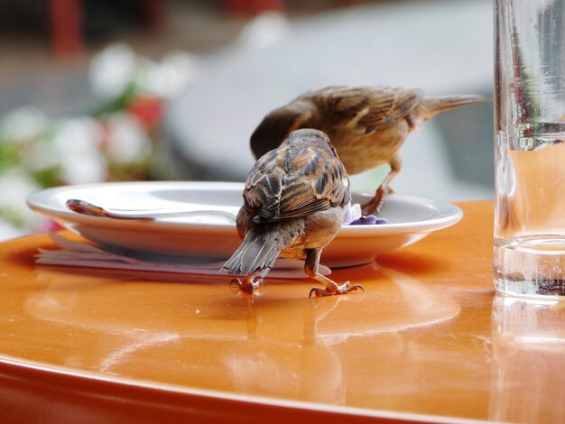 Foto primer plano de un pájaro comiendo comida