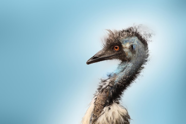 Primer plano de un pájaro contra un cielo azul claro