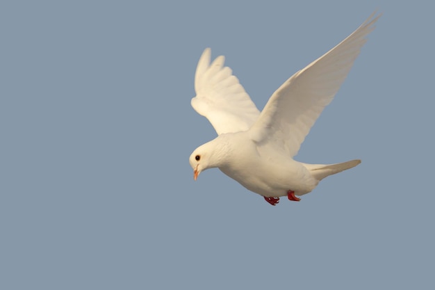 Foto primer plano de un pájaro contra un cielo despejado