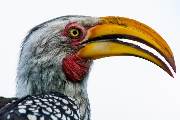 Primer plano de un pájaro contra un fondo blanco