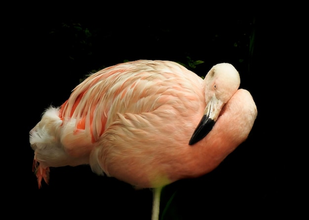 Primer plano de un pájaro contra un fondo negro