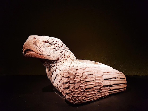 Primer plano de un pájaro contra un fondo negro