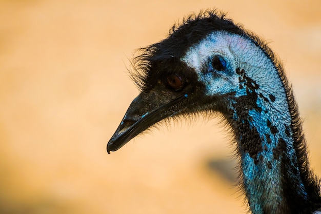 Primer plano de un pájaro emu en Al Areen Wildlife Park en Bahrein