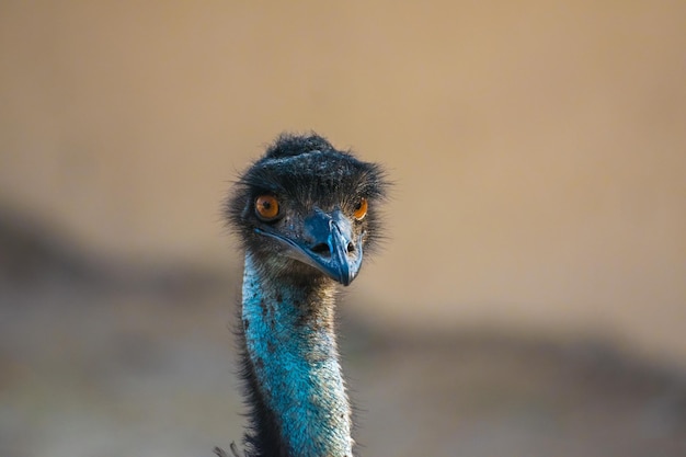 Primer plano de un pájaro emu en Al Areen Wildlife Park en Bahrein