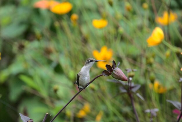 Primer plano de un pájaro en flor