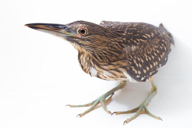 Primer plano de un pájaro de garza nocturna coronado de negro