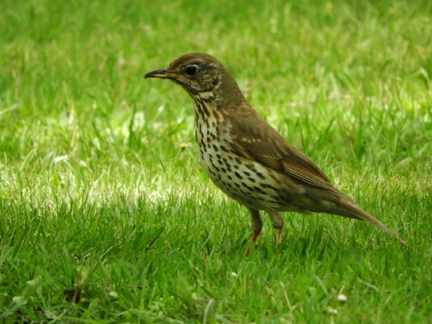 Foto primer plano de un pájaro en la hierba