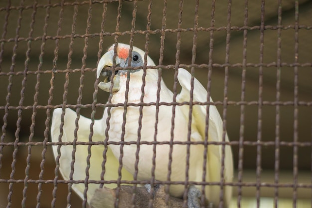 Foto primer plano de un pájaro en jaula