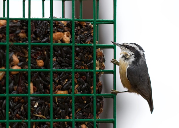 Foto primer plano de un pájaro en jaula