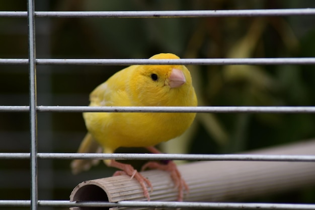 Primer plano de un pájaro en jaula